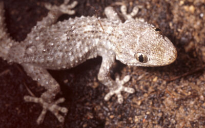 Control de plagas ecológico: Soluciones naturales